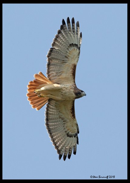 _0SB1732 red-tailed hawk.jpg